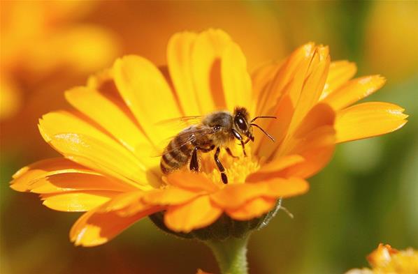 Le covid-19 fait le bonheur des abeilles...