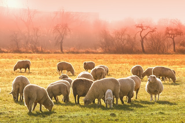 Moutons, canaille, sotte espèce !