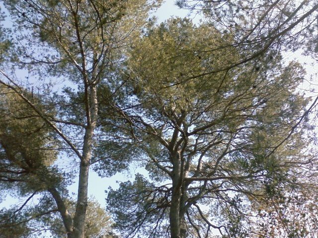 Les arbres m'ont appris bien des leçons...