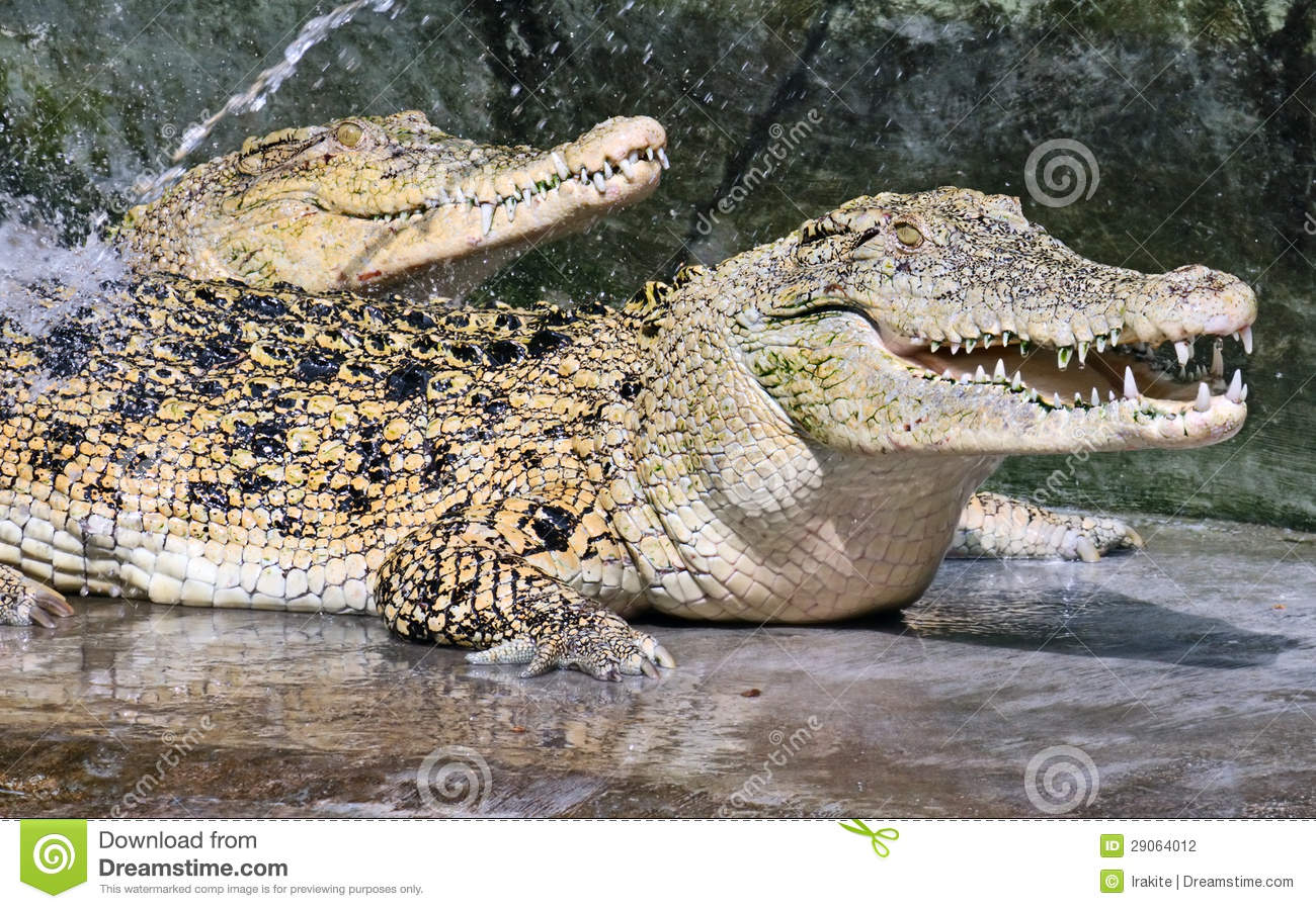 La double gueule de crocodile de la microfinance française intervenue au Burkina Faso dès 1988&
