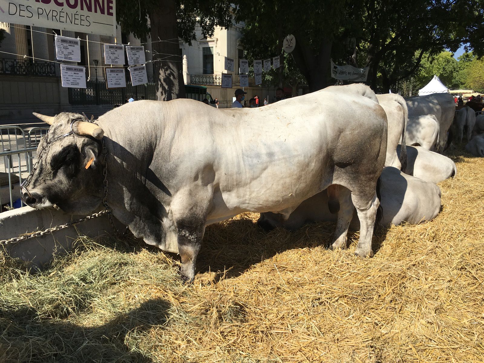 Une ferme géante dans la ville...