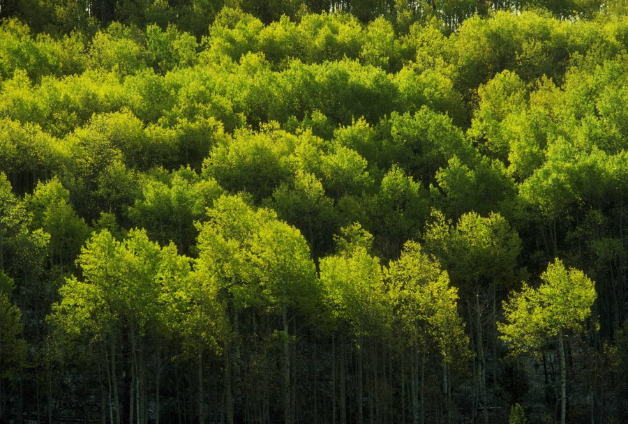 Planter des arbres peut-il sauver notre planète ?