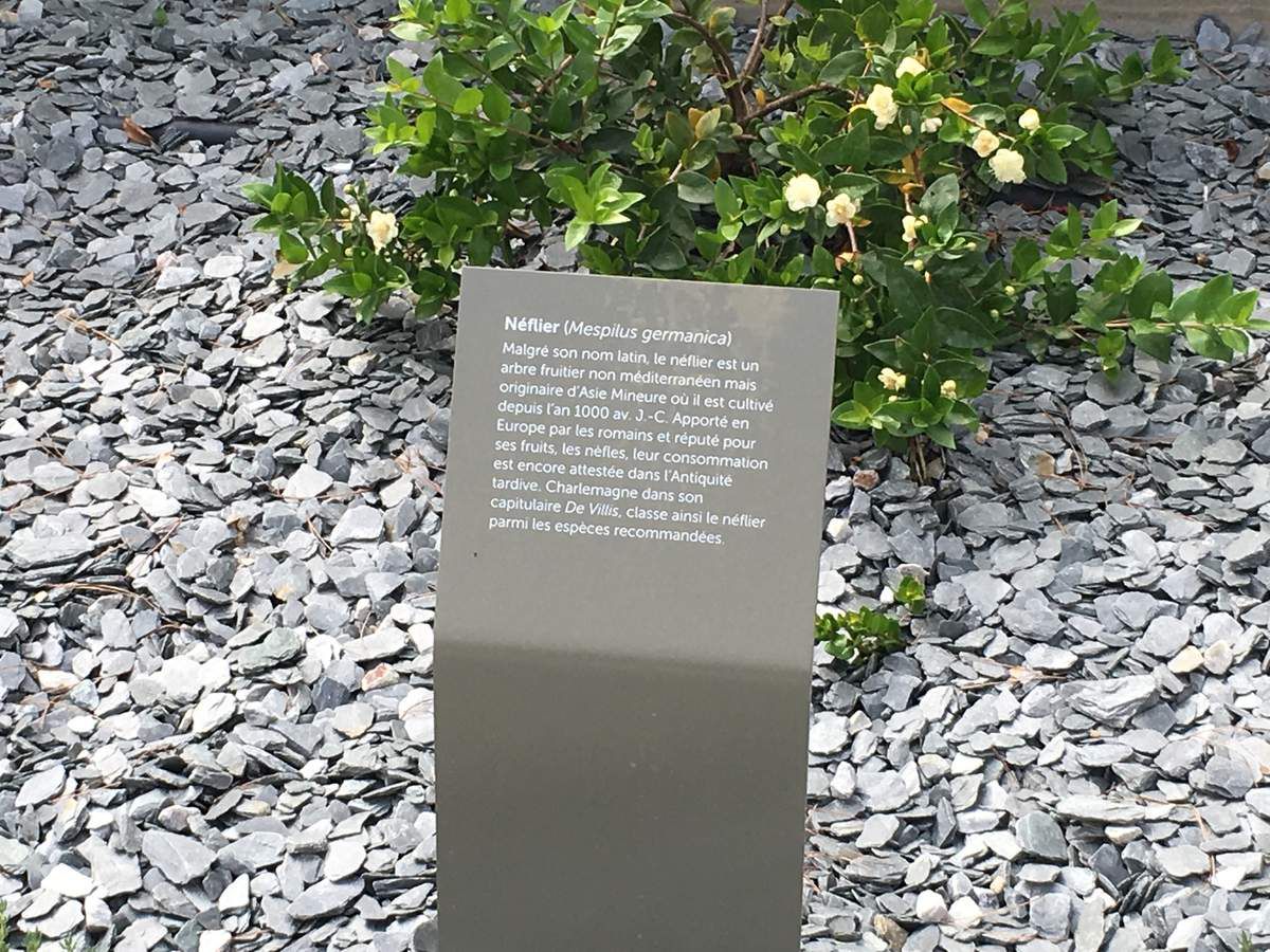 Le jardin du Musée de la Romanité à Nîmes...