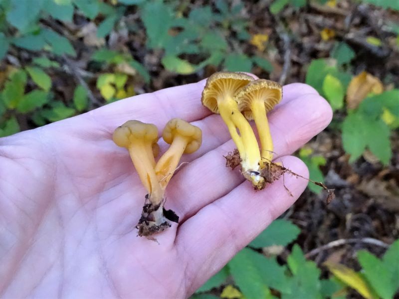 Champignons, les méchants sosies image