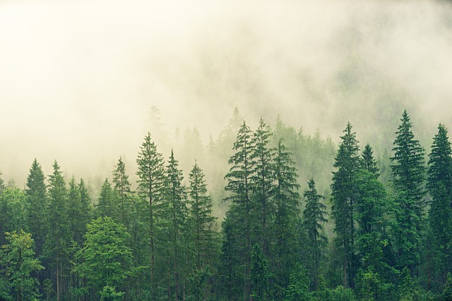 Des panneaux solaires à la place d'une forêt ?