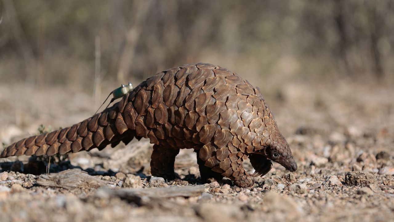 La chauve-souris, le pangolin et les derniers de cordée