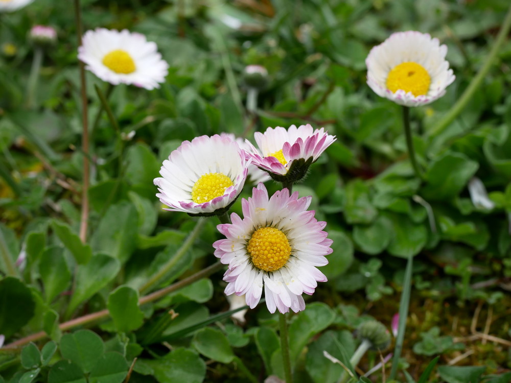 La Pâquerette, une Marguerite miniature