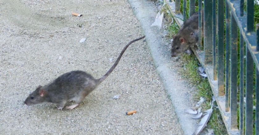 Paris vaut bien une alliance avec le parti des &RATS