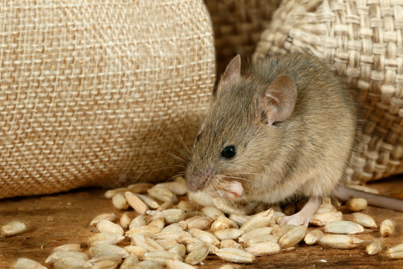 Ukraine - Les « souris » accusées d'avoir mangé le stock stratégique de céréales