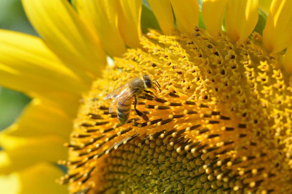 À l'affiche : la soupe aux tournesols