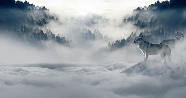Sur la piste des créatures fabuleuses : le loup...