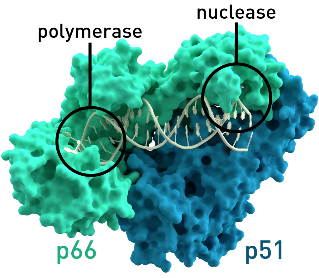 Des séquences rétro-transcrites de l'ARN SARS-CoV-2 dans l'ADN humain