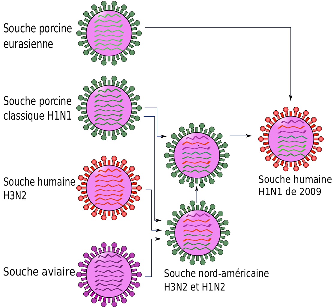 Qu'en est-il des mutations du coronavirus SARS-CoV-2 ?