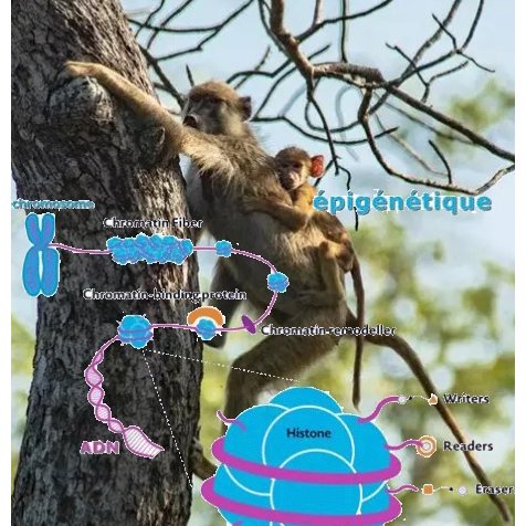 Biologie : l'épigénétique tente-t-elle de changer notre regard sur l'évolution ?