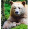 Veggi Nours