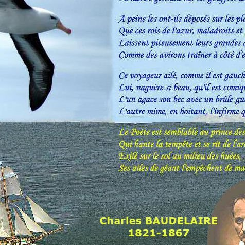 L'albatros de Baudelaire ou la sauvegarde de l'âme du monde - AgoraVox ...