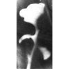 La Rose Blanche