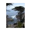 Cyprès