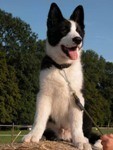 Le chien
