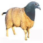 Mougeon