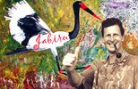 Jabiru Reporter Photographe