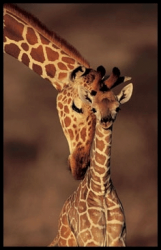 La girafe rebelle
