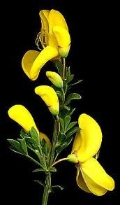 Une fleur éblouissante : le genêt couleur d'or...