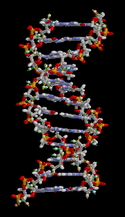 Structure 3D de la molécule d'ADN. Crédit : Wikipedia