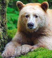 Veggi Nours