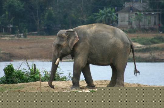 Elephant d'asie, Elephas maximus