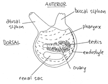 Molgula manhattensis partie droite