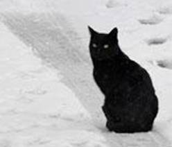 Le Chat Noir Andalou