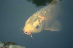 Zazen Koi