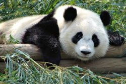 xiongmao