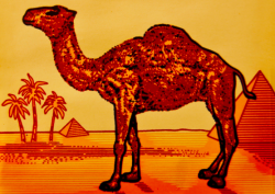 Quamel Pusati