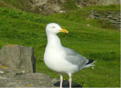 Balibalo en Irlande