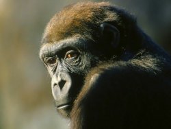 Space Monkey