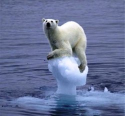 Big Polar Bear