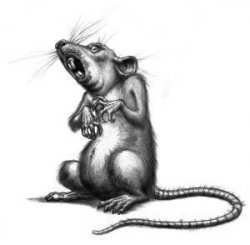 smaugb