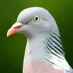 Mr Pigeon