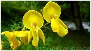Une fleur éblouissante : le genêt couleur d'or...