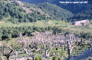 34TikdjaNapalm