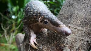 Pangolin