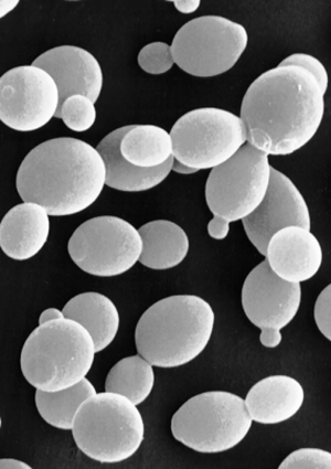 Levure Saccharomyces cerevisae