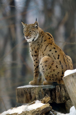 Lynx braconné : ça suffit ! 