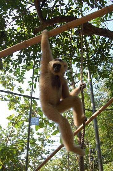 Un gibbon au WFFT