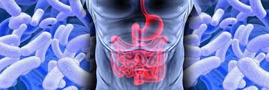 Un lien clair entre les maladies auto-immunes et le microbiote intestinale  Microbiote_intestinal-625f9