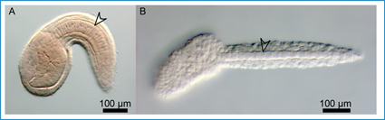 Comparaison entre larve de Ciona intestinalis et Oikopleura dioica