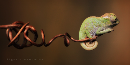end of the line, Kinyongia multituberculata, Igor Siwanowicz