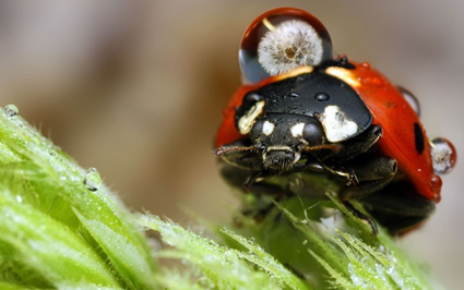 Coccinelle, Ondrej Pakan 